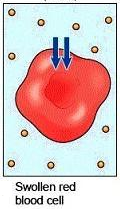 <p>hypotonic solution</p>