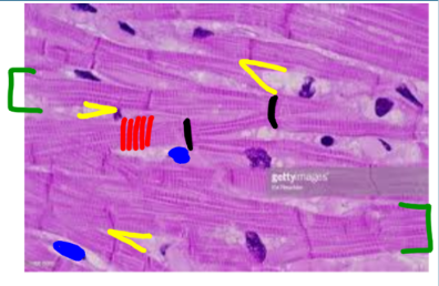 <p>Lining atria and ventricles in the heart, myocardium</p>