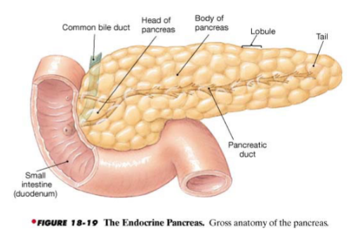 <p>an endocrine and exocrine organ located near the small intestine</p>