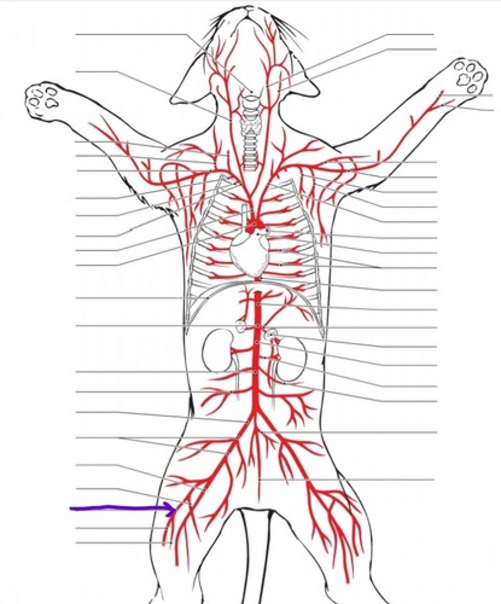 <p>identify the artery</p>