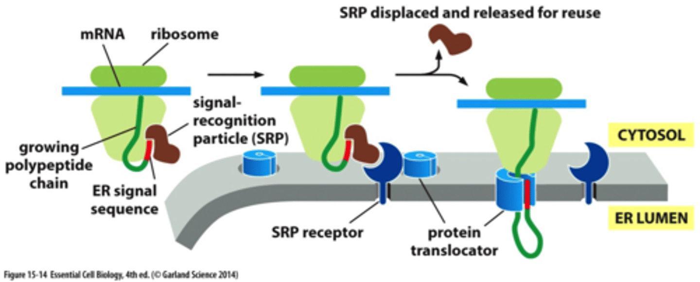 <p>the signal recognition particle (SRP) and the SRP receptor;<br>through protein translocator (to get into the ER)</p>