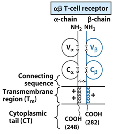<p>Receptor portion—Va and Vb are variable, connecting sequences are constant.</p><p>Transmembrane domain and short intracytoplasmic tails are present. </p>