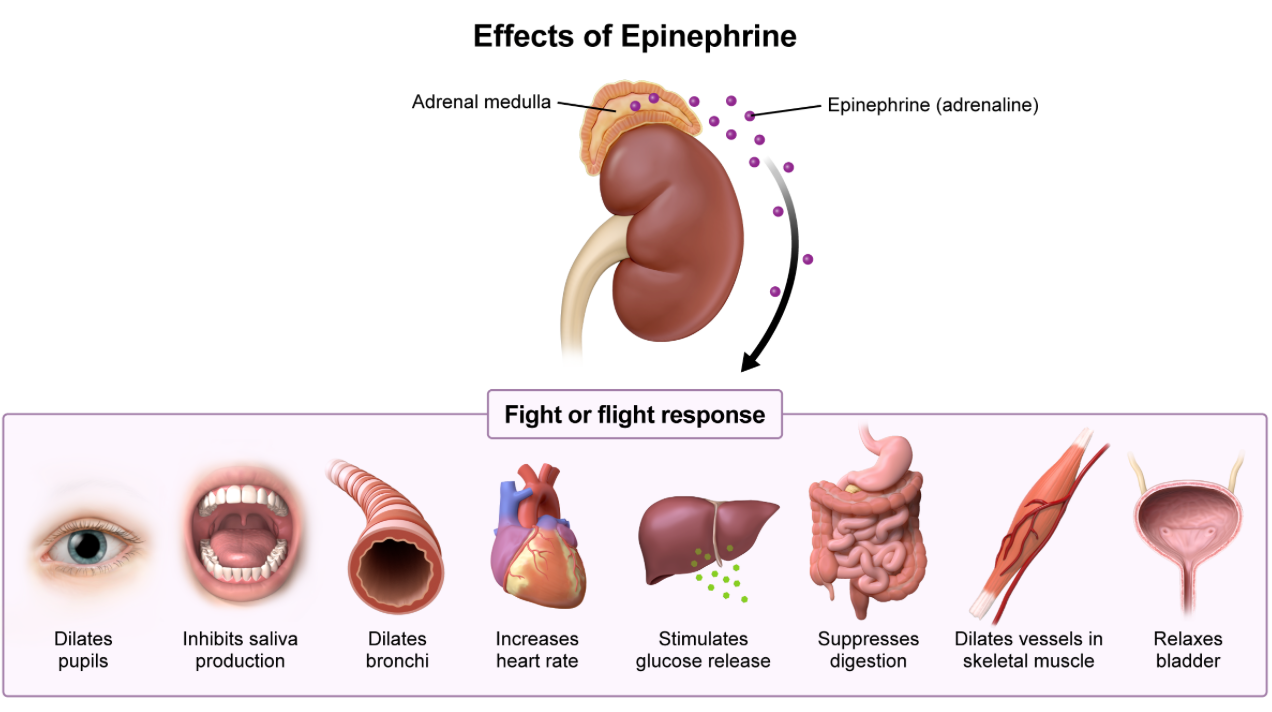 <p><strong>D. Epinephrine</strong> (commonly known as adrenaline)…is a “fight-or-flight” hormone released by the <u>sympathetic nervous system); release results in:</u></p><ul><li><p>constriction of certain blood vessels to reduce blood flow (e.g., blood vessels leading to the digestive system, which is not needed during fight-or-flight)</p></li><li><p>dilation of certain blood vessels to increase blood flow (e.g., blood vessels in skeletal muscle, which is essential during fight-or-flight)</p></li><li><p>stimulating bronchodilation (to help the body get more oxygen)</p></li><li><p>other fight-or-flight sympathetic responses, such as dilating pupils (to allow more light to hit the retina, providing more information about the environment)</p></li></ul><p><em>A. histamine…if there’s an infection or allergic reaction, mast cells will release histamine, which dilates blood vessels—makes it easier for the immune system to reach the site of infection</em></p><p><em>B. angiotensin II… has many effects on the body. it is released when the body senses that it has lower blood pressure or blood volume </em></p><ul><li><p>it’s a potent systemic vasoconstrictor—helps raise blood pressure </p></li><li><p>stimulates aldosterone release from the adrenal gland cortex—helps retain water and increase blood volume </p></li><li><p>increase Na+ reabsorption from the proximal tubule—helps retain water and increase blood volume</p></li><li><p>increases thirst</p></li><li><p>doesn’t have a direct effect on the bronchioles</p></li></ul><p>C. nitric oxide…relaxes smooth muscles around surrounding blood vessels, leading to vasodilation</p><p>E. calcitonin..thyroid hormone that works to decrease blood calcium levels. it inhibit osteoclasts from breaking down bone and stimulates calcium excretion via the kidneys</p>