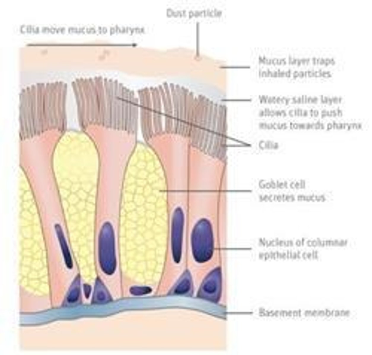<p>Hairy-like structures in the trachea that sweep mucus with trapped particles toward the throat.</p>