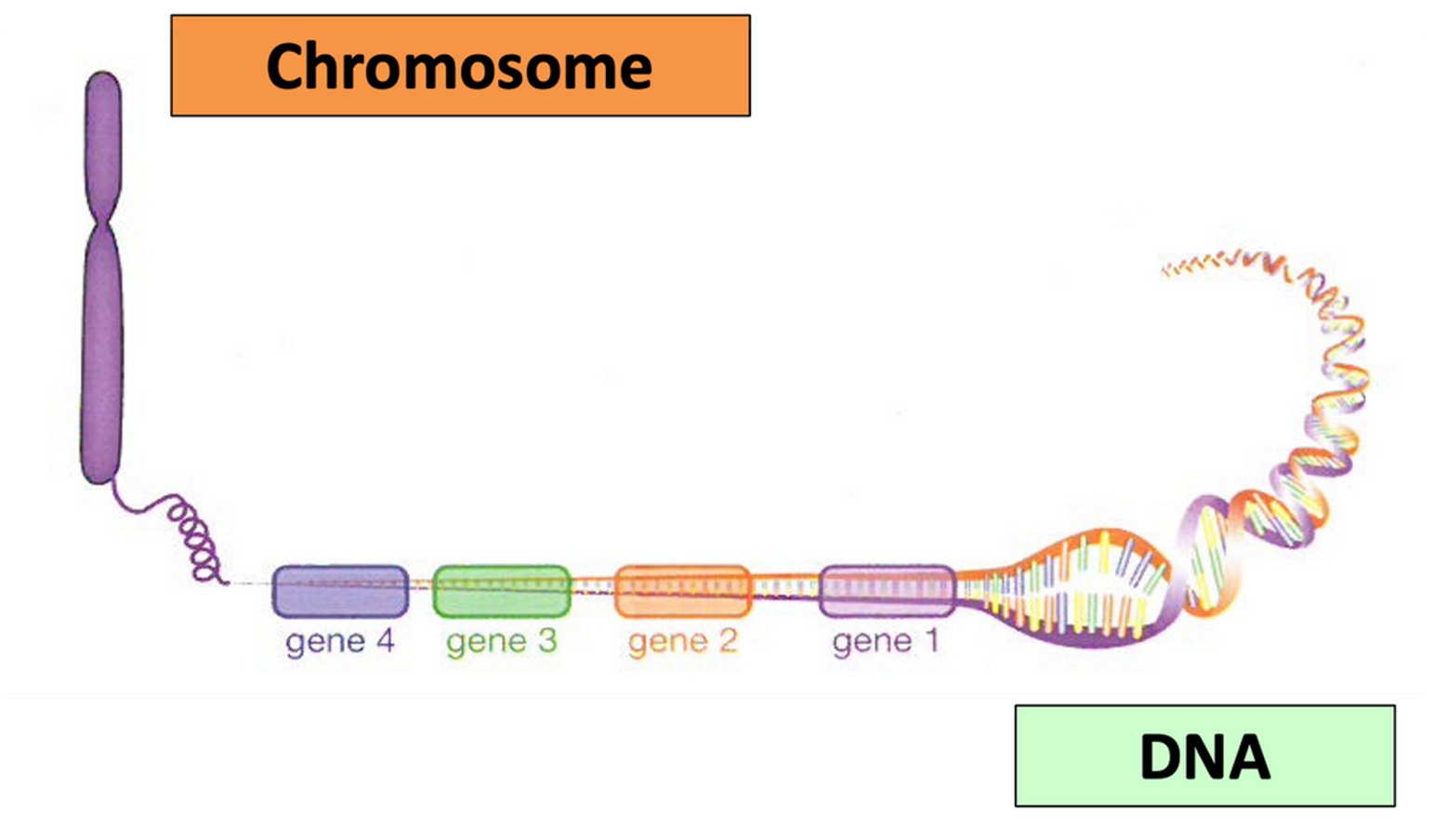<p><span>•The difference between one gene and the next is the:</span></p><p><span>⚬Order of bases along the DNA strand.</span></p><p><span>⚬Number of bases in that section of DNA.</span></p>