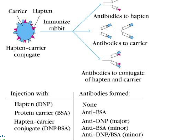 <p>hapten-carrier conjugate: </p><p>antibodies to hapten, antibodies to carrier, antibodies to conjugate of hapten and carrier</p>