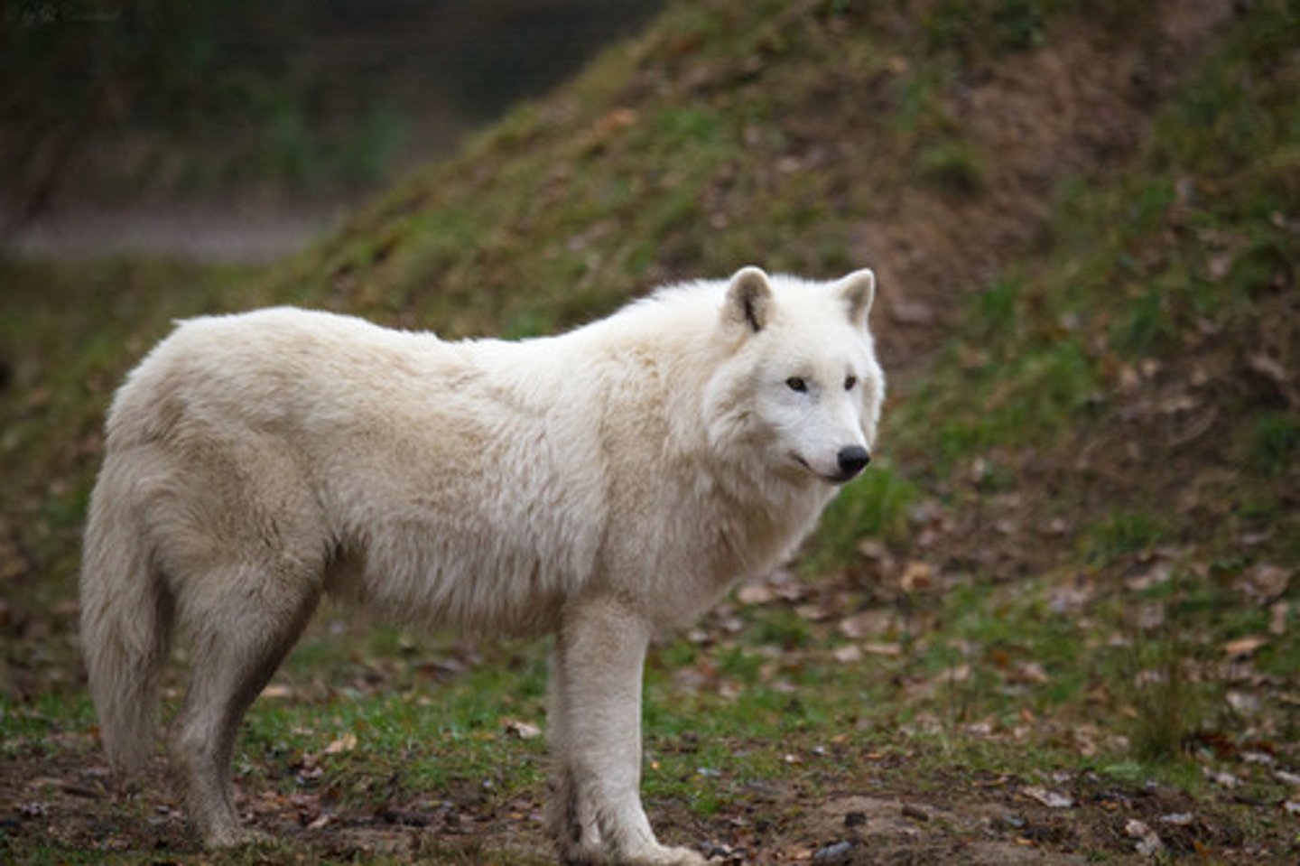 <p>wolf</p>
