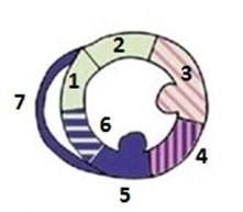 <p>Name the wall segments for SAX PM/MID</p>
