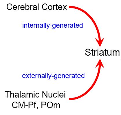 <p>what are the differential roles of corticostriatal and thalamostriatal inputs?</p>
