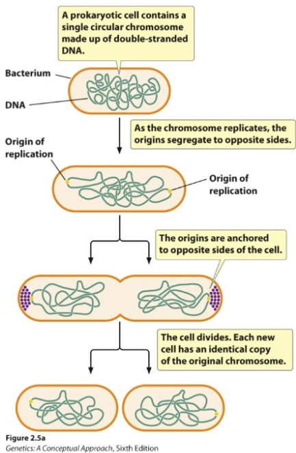 <p>Prokaryotes replicate through<strong> binary fission</strong>:</p><ul><li><p>Prokaryotes contain a single circular chromosome made up of double-stranded DNA, and as the chromosome replicates itself, the two origins of replication move to opposite sides</p></li><li><p>The origins of replication anchor to opposite sides of the cell</p></li><li><p>The cell divides, resulting in two prokaryotic cells with identical copies of the original chromosome</p></li></ul><p></p>
