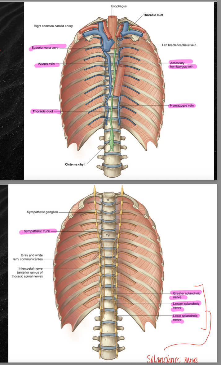 <p>consists of the aorta, hemiazygous vein, azygous vein, the accessory hemiazygous vein, the SVC, and the brachiocephalic vein, the thoracic duct, and the sympathetic chains and splanchnic nerves </p>