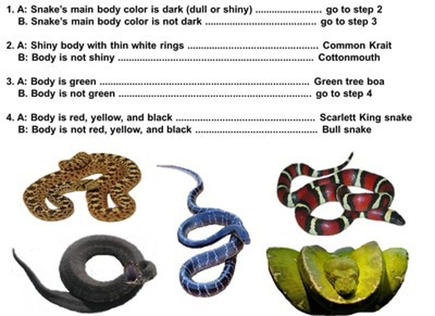 <p>I have a light colored snake, body is not greenish in color, body is not yellow, red or black. What do I have?</p><p>A. green tree boa B. bull snake</p><p>C. scarlet king snake D. cottonmouth</p>