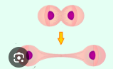 <p>the division of the cytoplasm into two daughter cells following nuclear division in mitosis or meiosis</p><p></p>