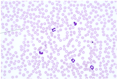 <p>What species blood</p>