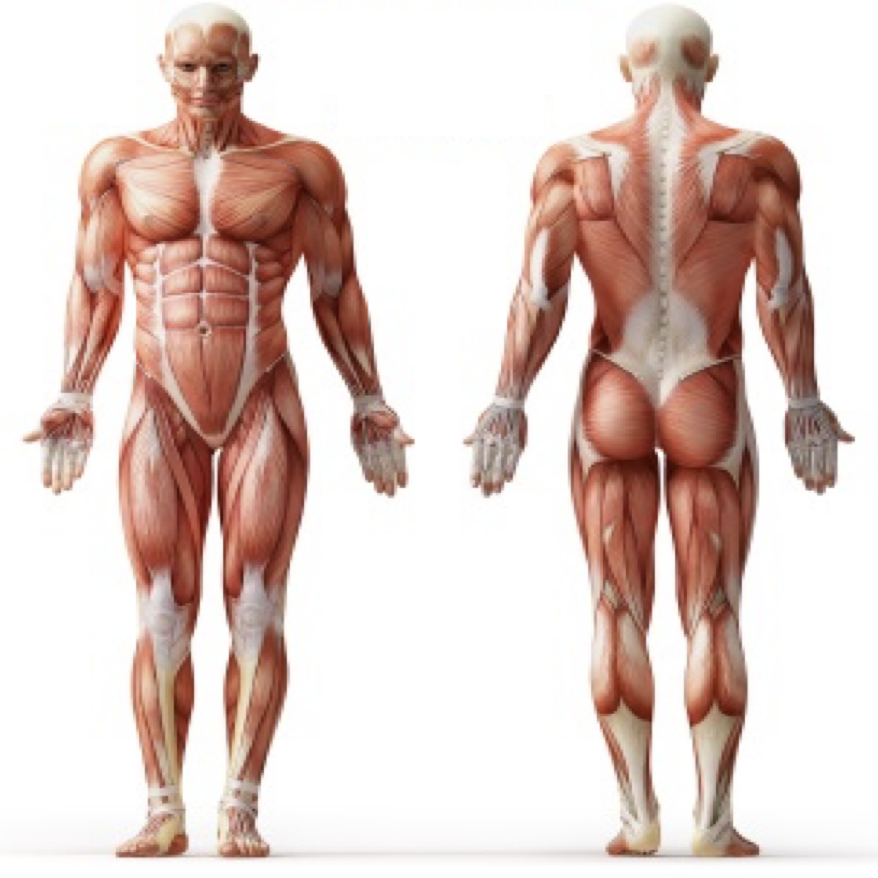 <p>what’s the position on the left? right?</p>