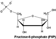 <ol><li><p>phosphoglucose isomerase</p></li><li><p>unfavorable (1.7 kJ/mol)</p></li><li><p>glutamate helps with breaking the ring by acting as a base</p></li></ol>