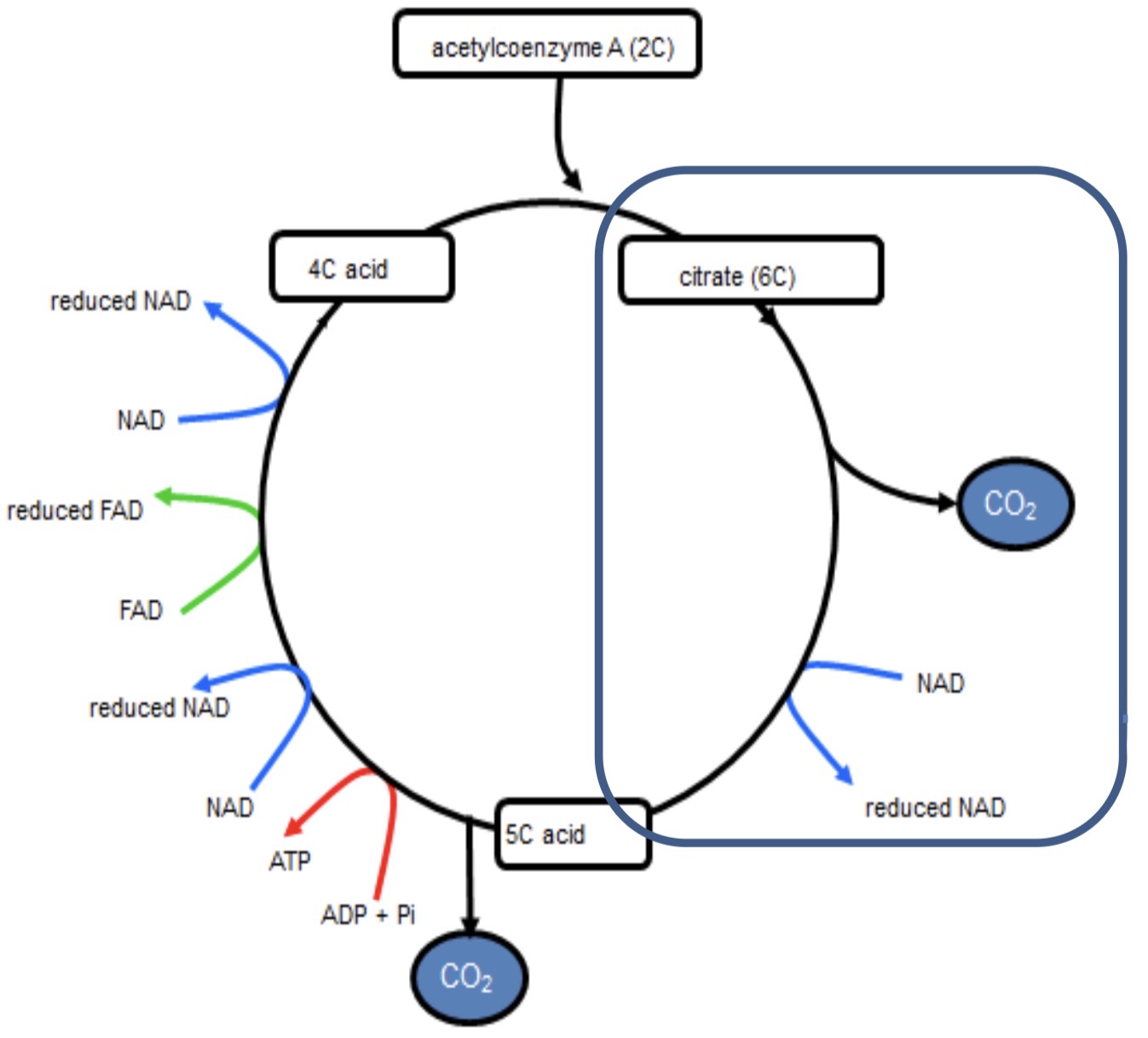 <p><strong><mark data-color="blue" style="background-color: blue; color: inherit">KREBS CYCLE- 3</mark></strong></p>