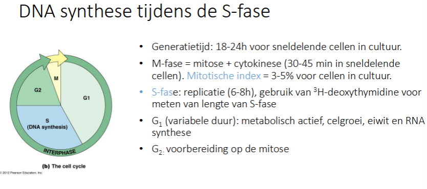 <p>voorbereiden op mitose</p>