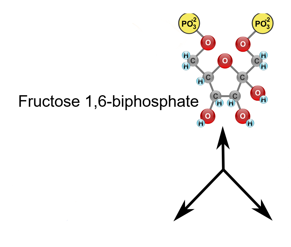 <p>(4) Fructose-1,6-bisphosphate → Enzyme? Products?</p>