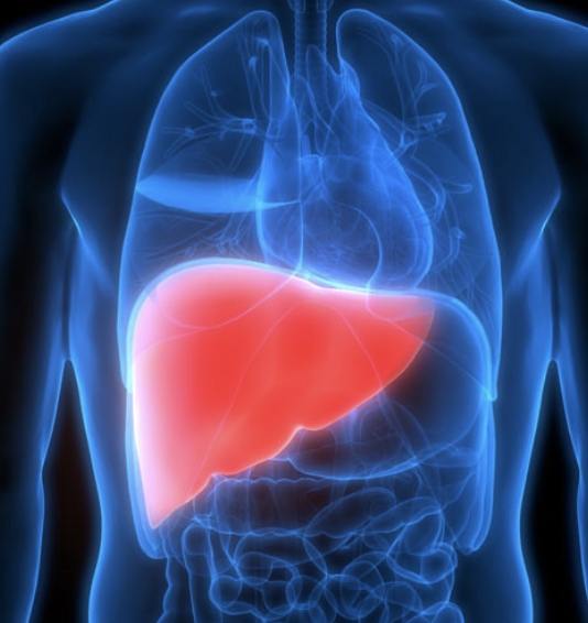 <p>digestive function is production of bile</p>