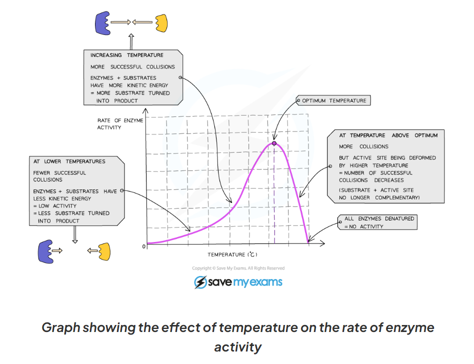 <p>1.9 Explain what is happening at each point of this diagram showing the affect of temp on enzymes activity</p>