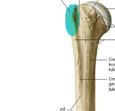 large and more posterior and lateral 