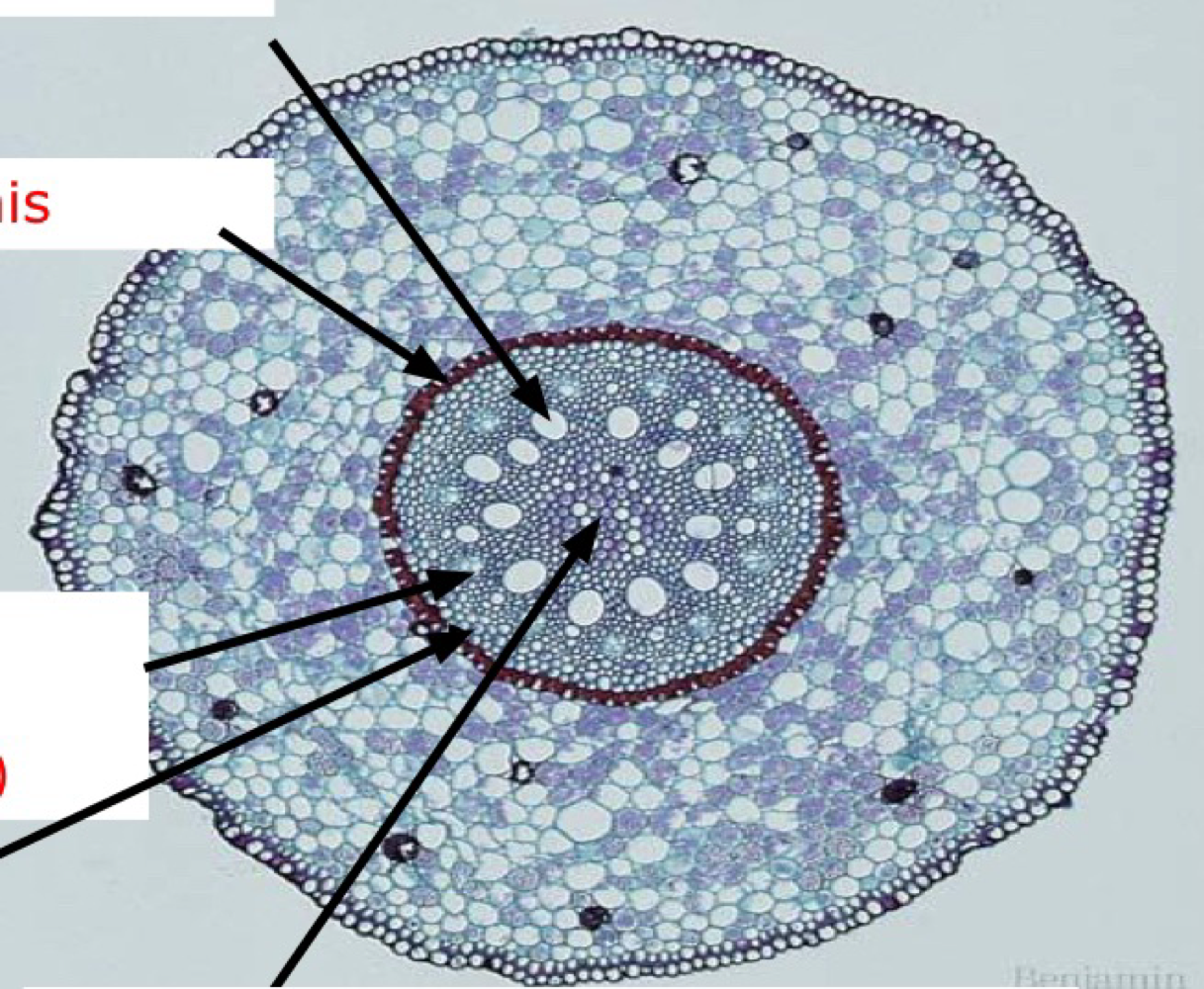 term image
