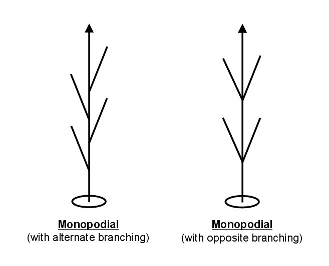 <p>A branching pattern where a single major axis is present, not dichotomously branched.</p>