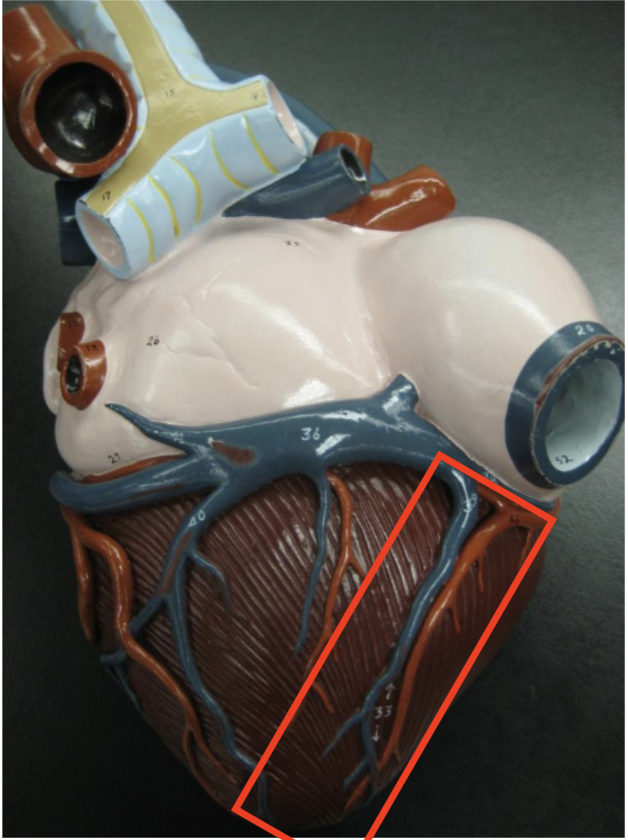 <p>posterior veins running medially down <u>groove </u>of the heart, angled toward apex</p>