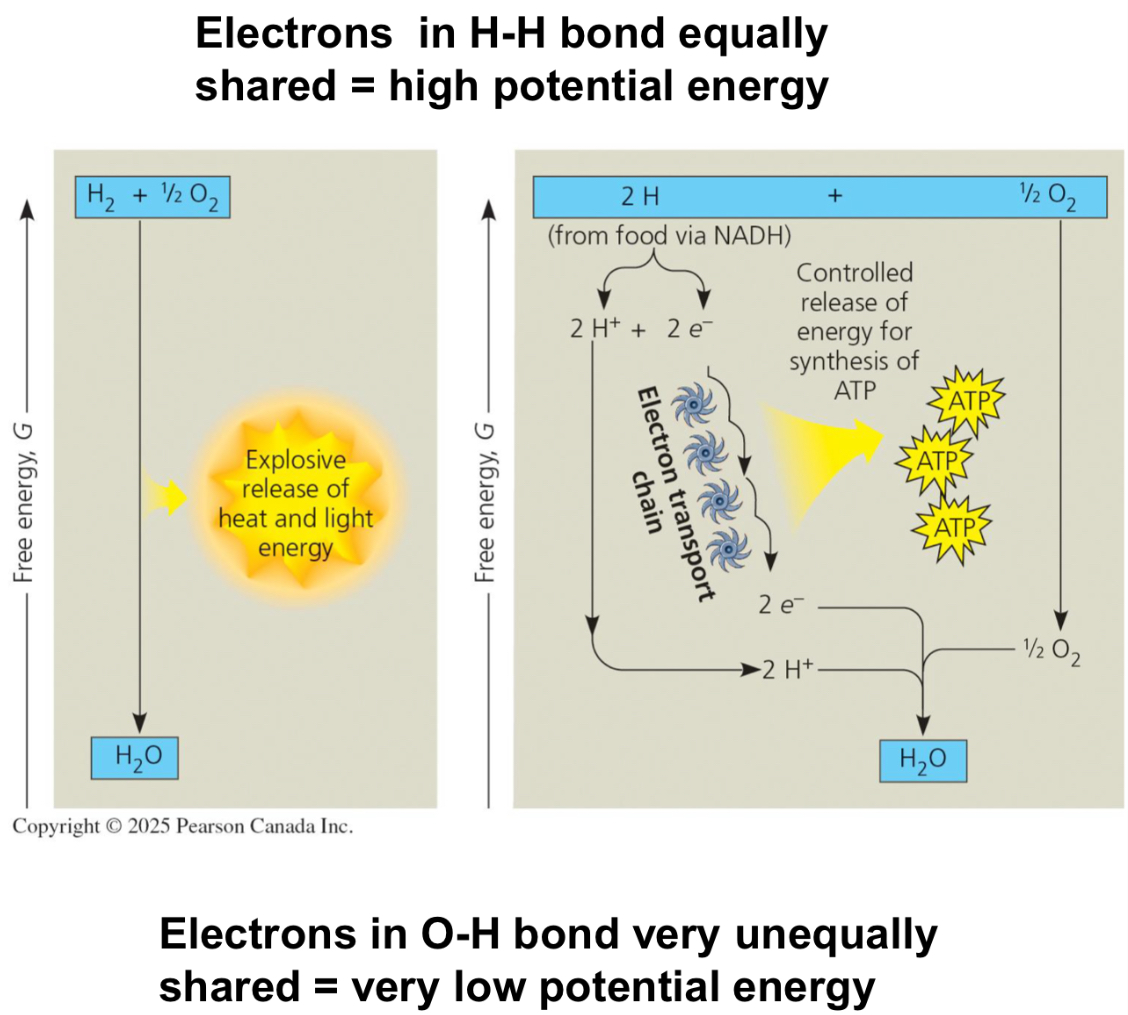 <ul><li><p><strong>IF the transfer of electrons was uncontrolled</strong></p><ul><li><p>One big release of energy, with LOTS of heat loss</p></li></ul></li></ul><p></p><ul><li><p><strong>IF</strong> <strong>controlled by the cell</strong></p><ul><li><p>Small releases of energy at each step, which can be used to make more ATP</p></li><li><p><em>e- </em>get removed from glucose and are transferred to the ETC</p></li></ul></li></ul><p></p>