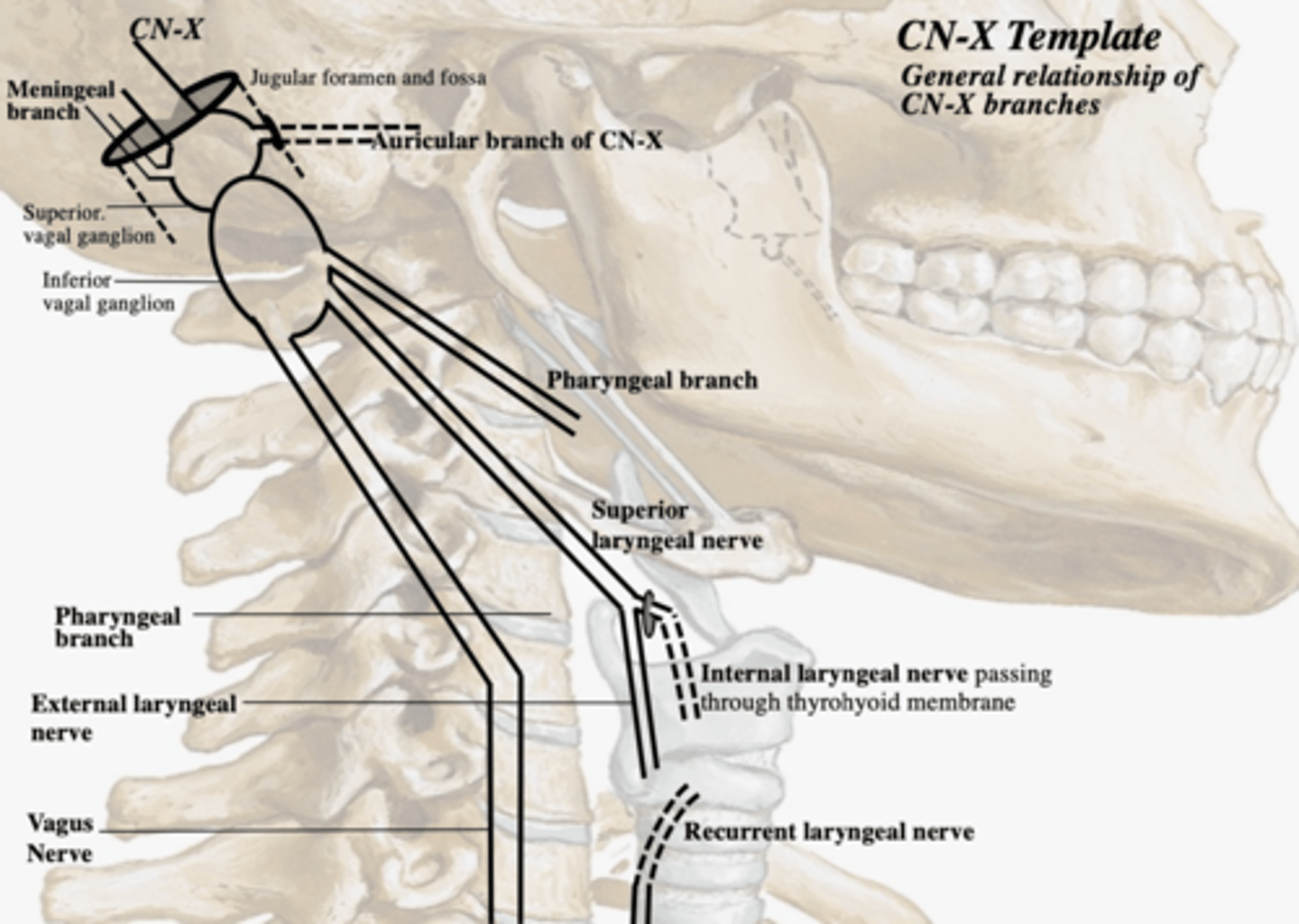 <p>Internal laryngeal nerve</p>