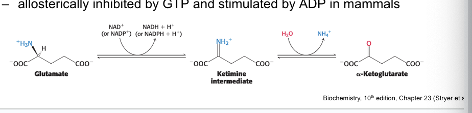 <ul><li><p>glutamate dehydrogenase = a <u>mitochondrial</u> enzyme that converts the <strong>nitrogen</strong> atom in glutamate → <strong>free ammonia ion</strong> by <strong>oxidative deamination</strong></p><ul><li><p>is essentially a liver-specific enzyme</p></li><li><p>can use either NAD+ or NADP+</p></li><li><p>proceeds by <u>dehydrogenation</u> of the <strong>C-N</strong> bond, followed by <strong>hydrolysis</strong> of the ketimine</p></li><li><p>allosterically <strong>inhibited</strong> by GTP and <strong>stimulated</strong> by ADP in mammals</p></li></ul></li></ul><p></p>