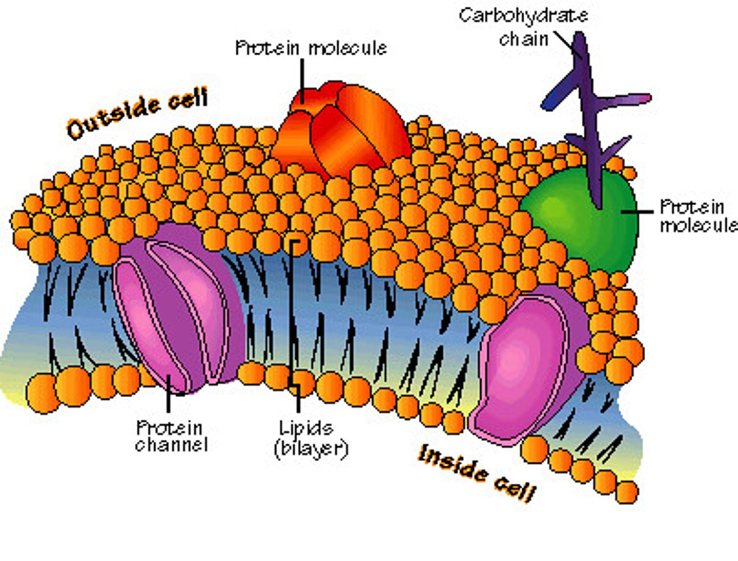 <p>protects and supports the cell, semi-permeable</p>