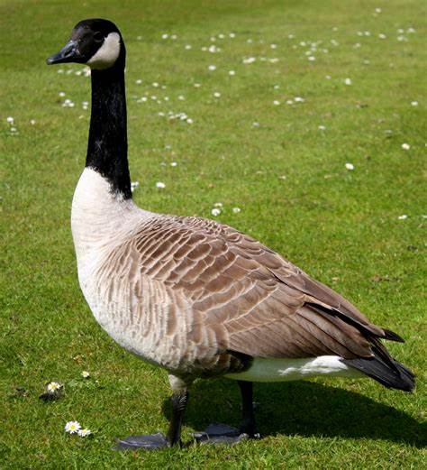 <p>GOOSE</p>