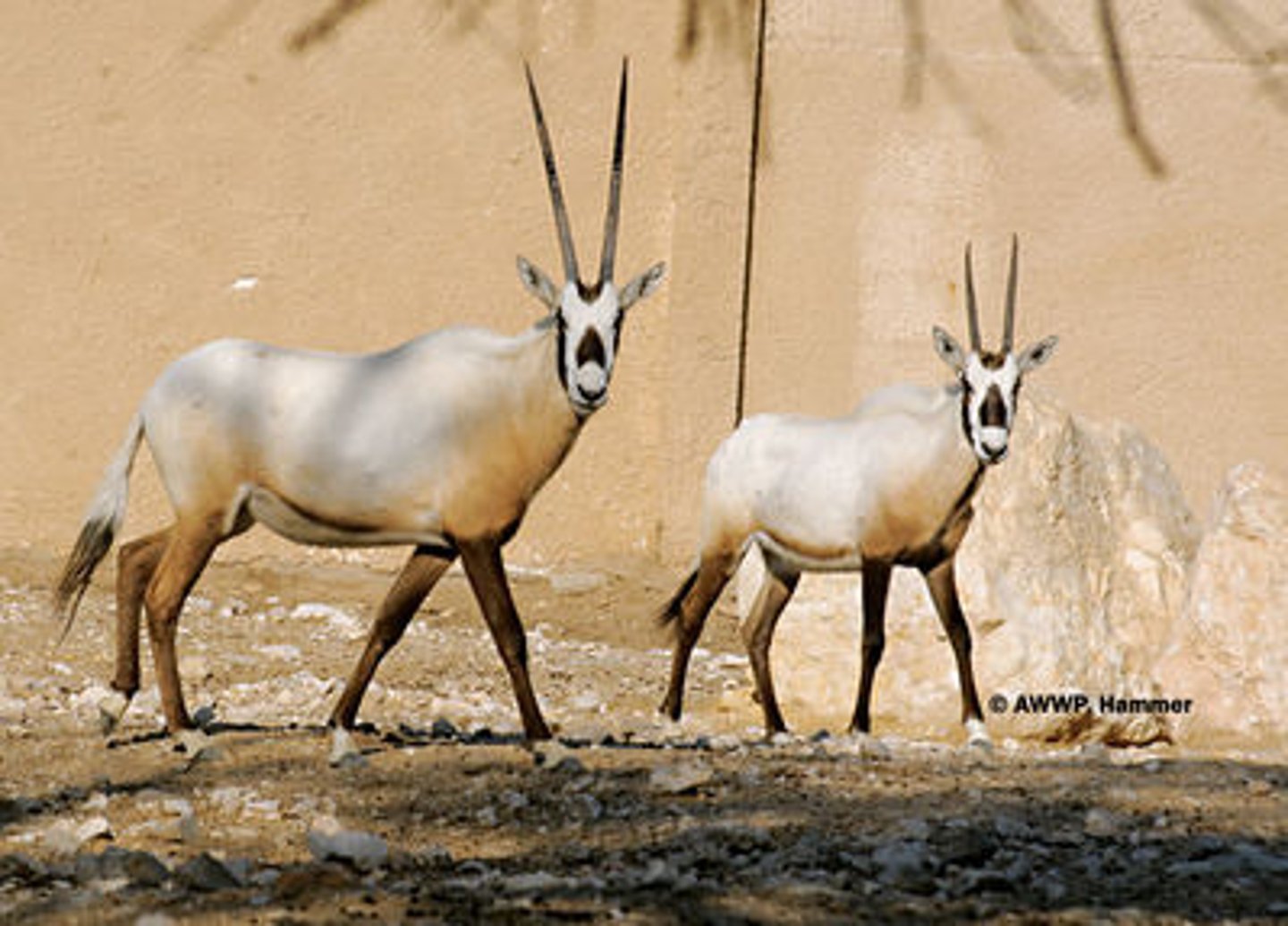 <p>Orix</p>