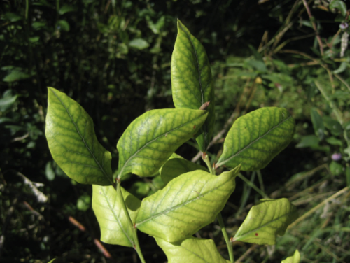 What deficiency do these blueberry leaves have?