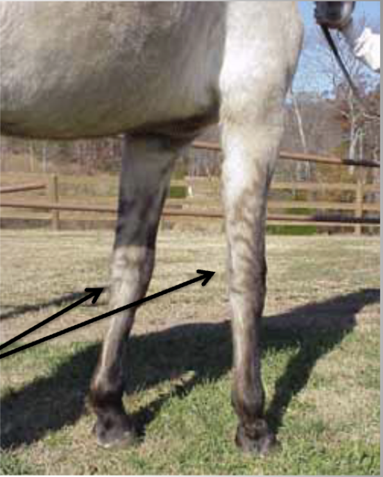 <p>What is this primitive mark? </p>