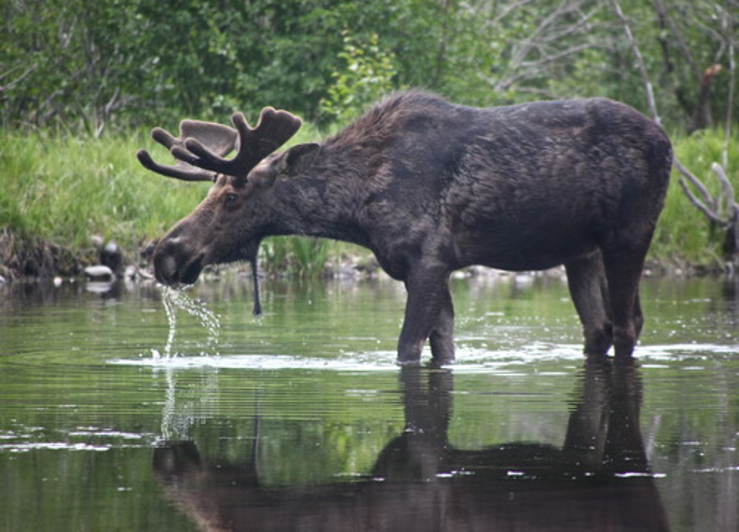 <p>Alces americanus</p>