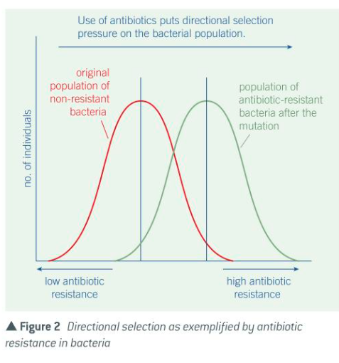 <p>Selection may favour individuals that vary in one direction from the mean of the population - this changes the characteristics of the population e.g. bacteria resistance to penicillin</p><ul><li><p>spontaneous mutation  occurred in the allele of a gene in a bacterium that enabled it to make a new protein</p></li><li><p>protein able to break down penicillin</p></li><li><p>surviving bacterium divided by binary fission and built up a population of penicillin-resistant bacteria</p></li></ul><p></p>