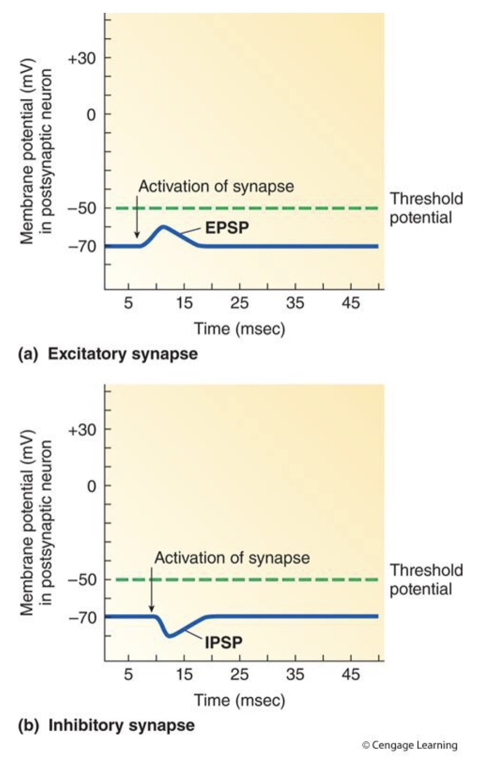 <p>Inhibitory because</p>