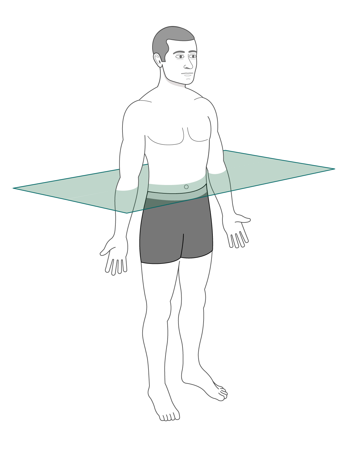 <p>Divides body into superior and inferior </p>
