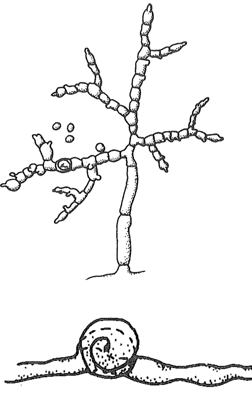 Has spermatium - small unicellular male that fuses with femal ascogonium