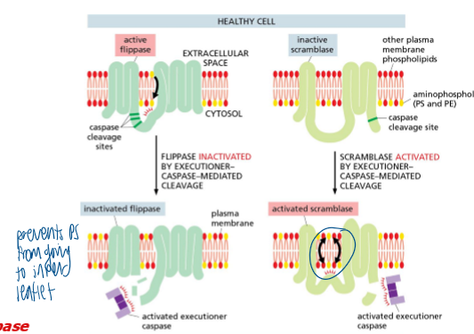 <p>caspase-mediated inactivation of flippase and activation of scramblase </p><ul><li><p>healthy: PS is almost exclusively localized to the inner leaflet of the PM by a flippase </p></li><li><p>apoptosis: executioner caspases inactivate flippase and activate scramblase and PS becomes exposed on cell surface </p></li><li><p>PS on the cell surface = Eat Me signal </p></li></ul><p></p>