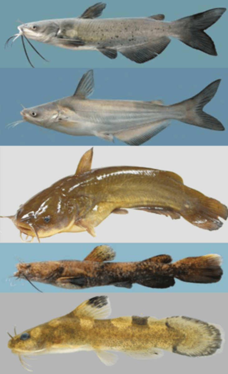 <p>Channel Catfish</p><p>Blue Catfish</p><p>Bullhead Catfish</p><p>Flathead Catfish</p><p>Brindled Madtom</p>