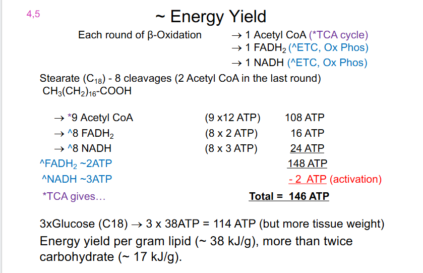 <p>EACH ROUND OF BETA OXIDATION:</p><p>- 1 Acetyl CoA (*TCA Cycle)</p><p>- 1 FADH2 (ETC, Ox Phos)</p><p>- 1 NADH (ETC, Ox Phos)</p><p>.</p><p>Stearate (C18) - 8 cleavages (2 Acetyl CoA in the last round) (CH3(CH2)16-COOH)</p><p>- 9 Acetyl CoA (9 x 12 = 108 ATP)</p><p>- ^8 FADH2 (8 x 2 = 16 ATP)</p><p>- ^8 NADH (8 x 3 = 24 ATP)</p><p>- Total is 148 ATP but 2 ATP must be subtracted since that was for activation</p><p>- hence total net is 146 ATP</p><p>.</p><p>3X GLUCOSE (C18) = 3 x 38 ATP = 114 ATP (but more tissue weight)</p><p>.</p><p>- Energy yield per gram lipid (around 38kJ/g), more then twice carbohydrate (17kJ/g)</p><p></p><ul><li><p>the TCA Cycle itself produces 3 NADH, 1 GTP and 1 FADH2</p></li></ul><p></p>