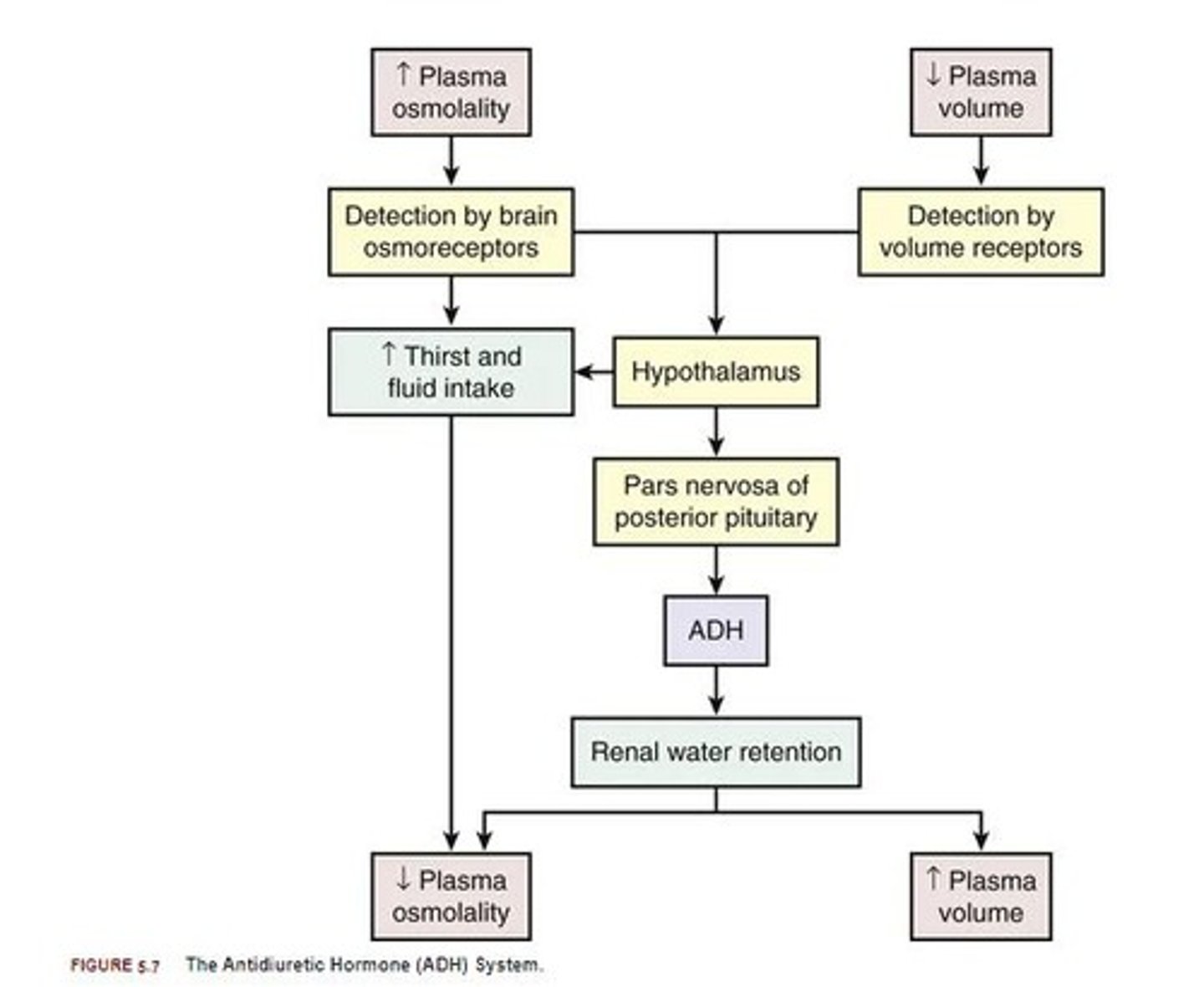 <p>Hormone that maintains water balance</p>