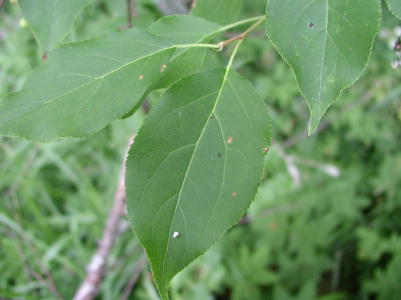 <p>Marjaomenapuu</p>