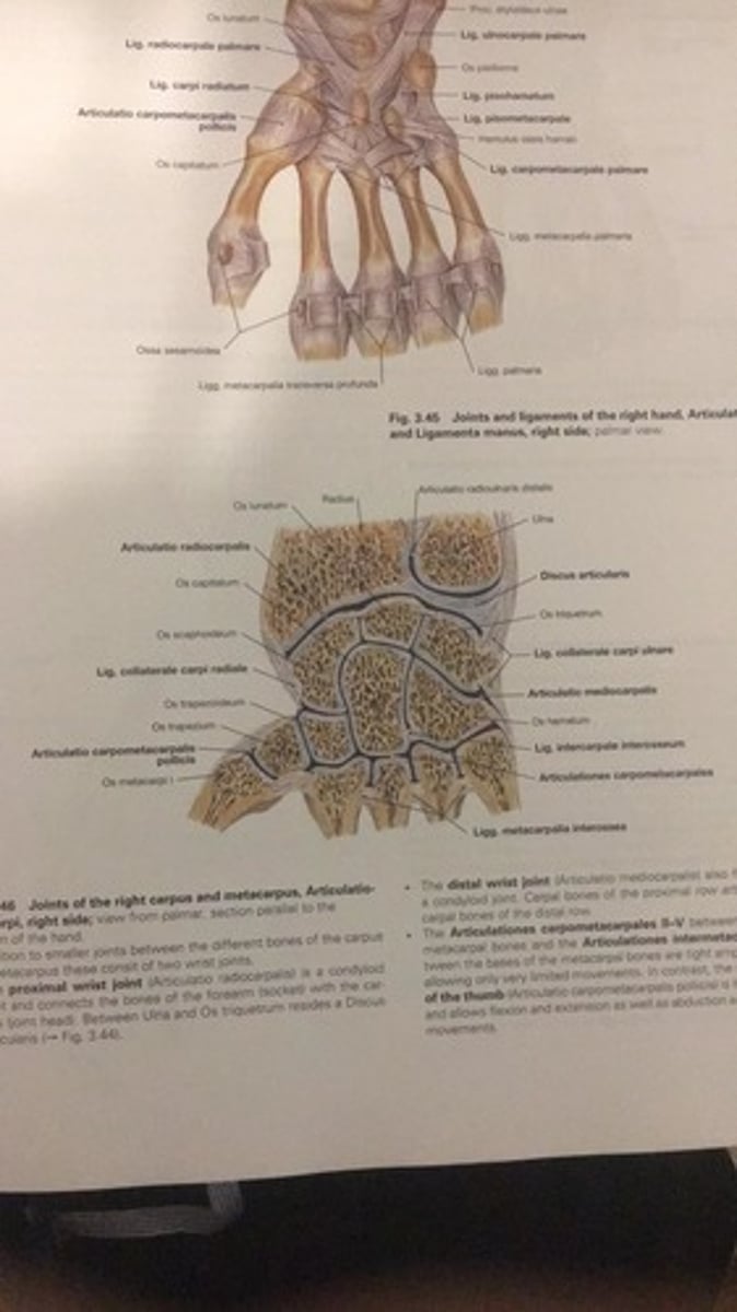 <p>Articulationes metacarpophalangeae<br><br>Rutulinis?<br><br>Pagrindiniai elementai<br>* Galvos - delnakaulių galvos<br>* Duobės - proksimalinių pirstakaulių pamatai<br>* Kapsulės laisvos<br><br>Biomechanika<br>* Lenkimas (flexio)<br>* Tiesimas (extensio)<br>* Atitraukimas (abductio)<br>* Pritraukimas (adductio)<br>* Apvedimas (circumductio)</p>