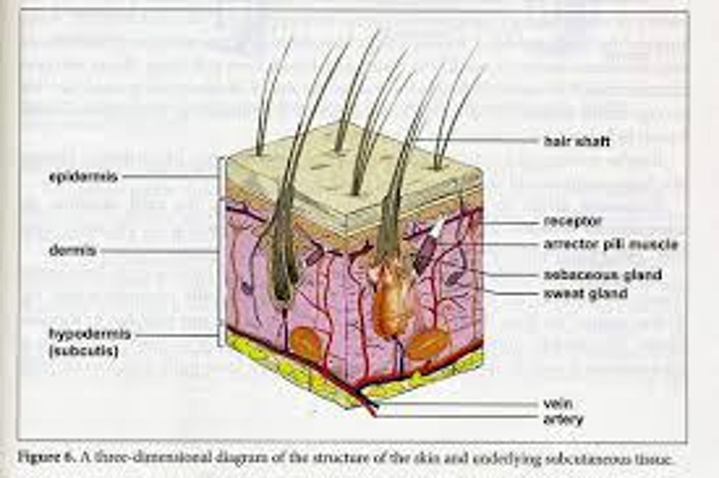 <p>Protects against injury, infection, and fluid loss; helps regulate body temperature</p>