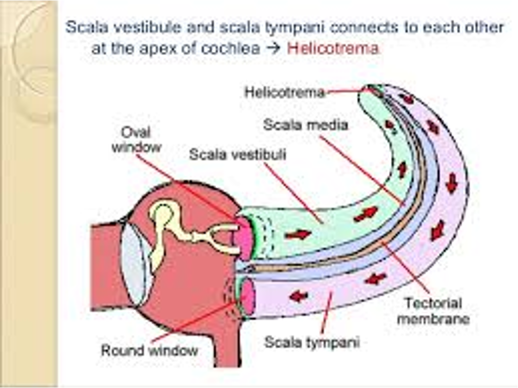 <p>scale vestibule and scala tympani connects to each other at the apex of cochlea</p>